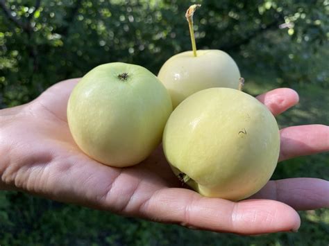 Яблоня полукультурка Юнга – купить за 490 ₽ | Б А Р Г У З И Н плодово ...