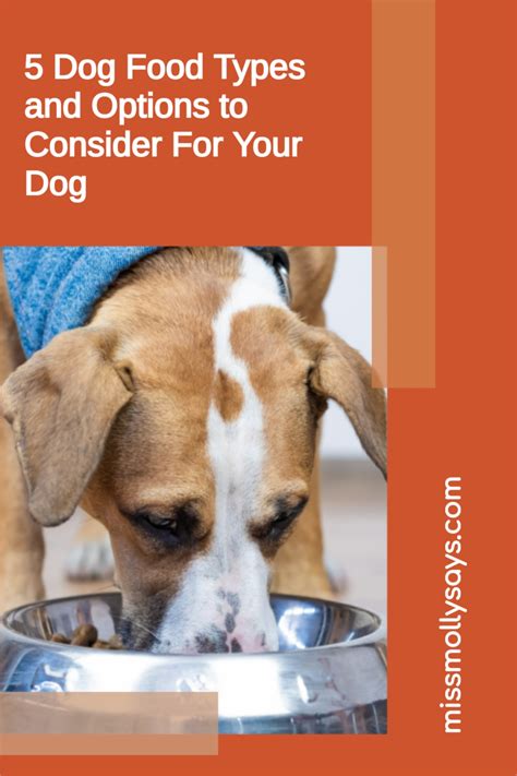 5 Dog Food Types and Options to Consider For Your Dog - Miss Molly Says