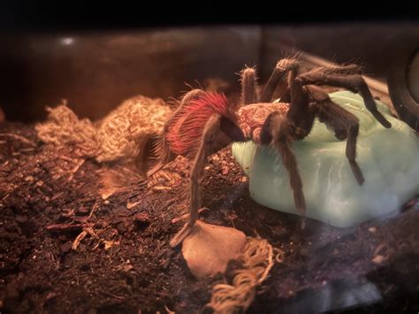 can tarantula dirty fast 7