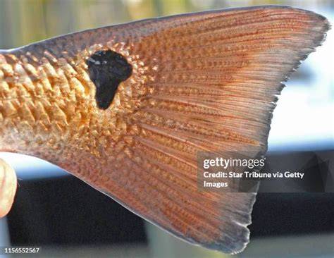 redfish tail stock  high res pictures  images getty images