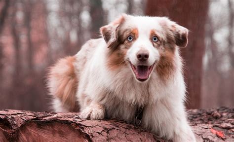 Beagle Mini Australian Shepherd Mix
