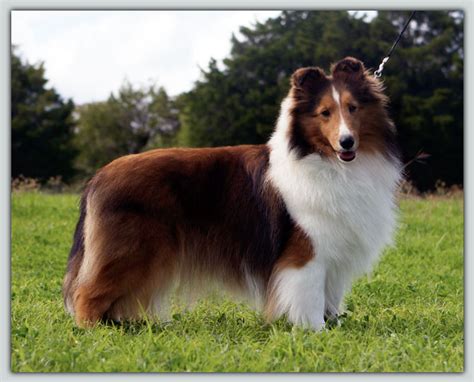 Orion's Sahara - Female Shelties - Kismet Kennels
