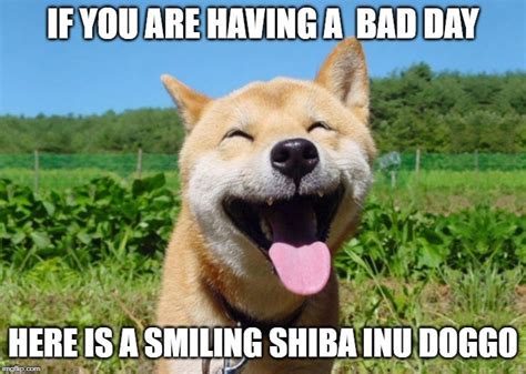 Smiling shiba - Imgflip