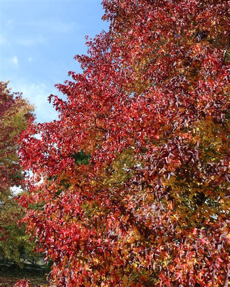 Liquidambar styraciflua - Trees and Shrubs Online