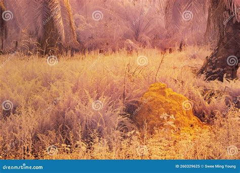 Wild Creeping and Climbing Vegetation at the Plantation Stock Image ...