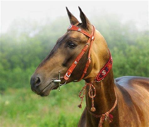 Лошади ахалтекинской породы (ахалтекинцы): история, фото, интересное о ...