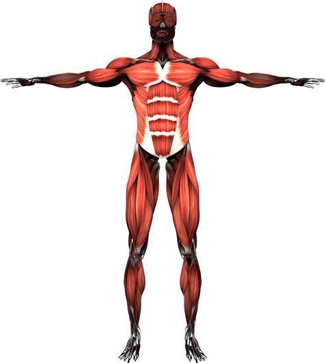 Download Human Muscular System Front View | Wallpapers.com