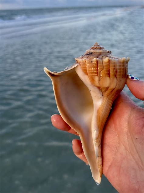 Luck beach visitors are finding rare shells after the storm 35