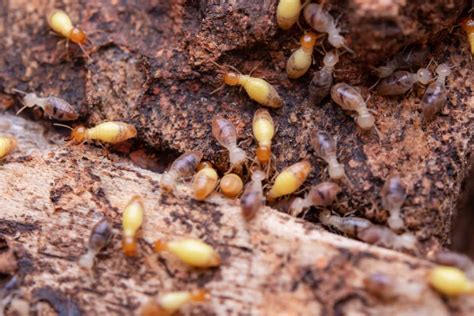 Best Homemade Organic Pest Control for Termites: Natural Ways to Get ...