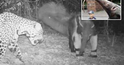 Giant anteater fights off killer jaguar in EPIC night cam footage from ...