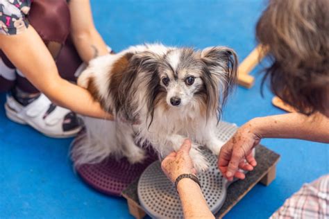 Como Aliviar A Dor Da Artrose Em Cães - Artrose canina: como identificar e aliviar a dor do seu cão - Chemitec®