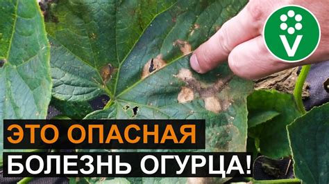 ЛИСТЬЯ ОГУРЦОВ покрываются пятнами и сохнут? Диагноз и лечение за 5 ...
