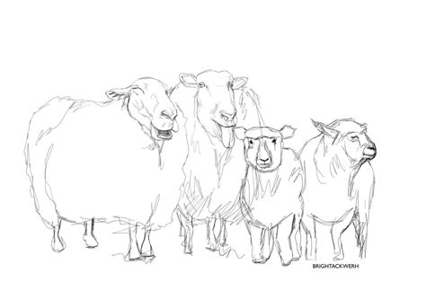 how to draw a ewe