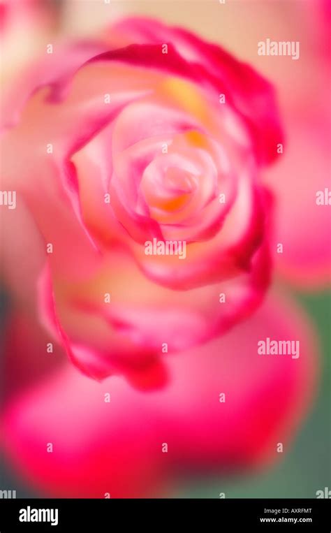 Pink Rose Close-up Stock Photo - Alamy