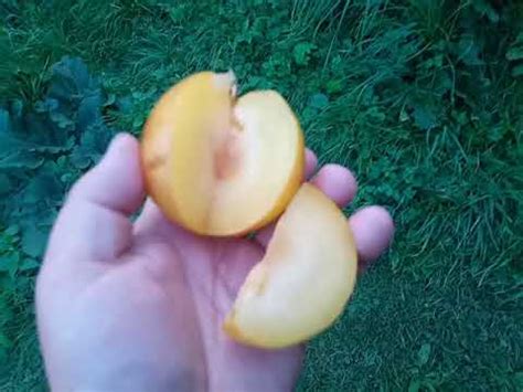 Плуот Флавор Квин(pluot Flavor Queen). Дегустация - YouTube