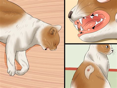 Cat Fiv Stages | atelier-yuwa.ciao.jp