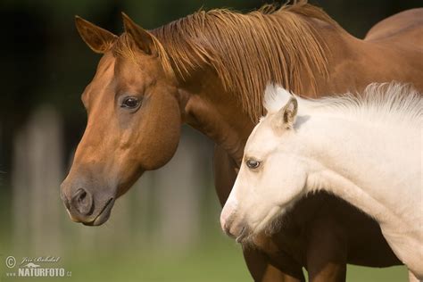 Kůň domácí | Naturfoto.cz