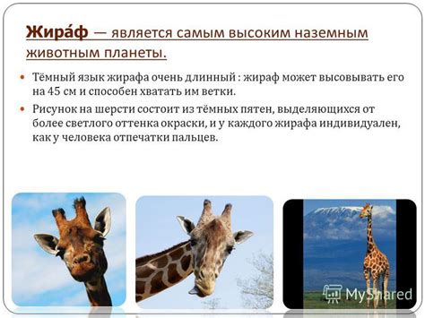 Презентация на тему: "Жираф является самым высоким наземным животным ...