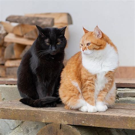 *Ginger and black cats // Рыжий кот с черным посетителем by GingerCat ...
