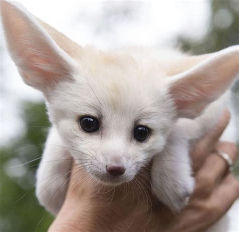 a small white kitten being held by someone