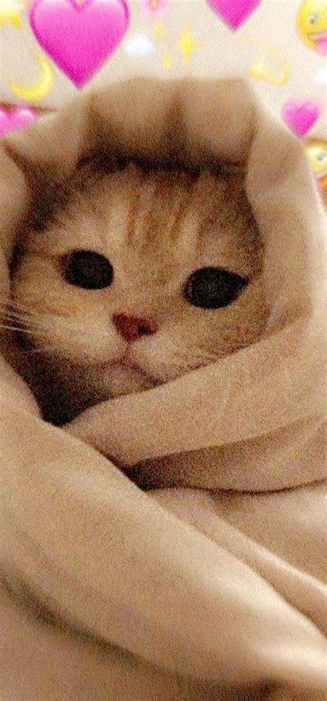 Cute Cat | Милые котики