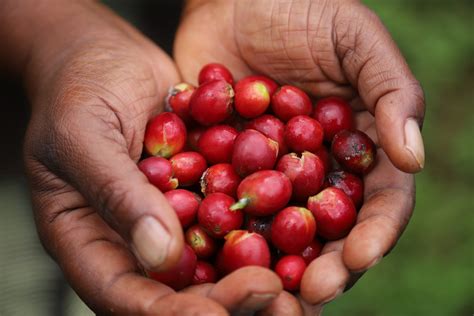 A BRIEF HISTORY OF BOURBON - Black Market Coffee