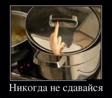 Никогда не сдавайся | Funny photos, Funny picture gallery, Funny ...