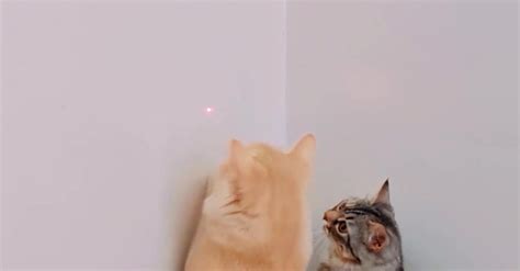 two cats playing with laser light Free Stock Video Footage, Royalty ...