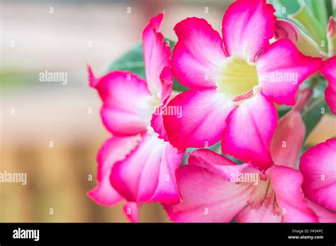 desert rose flower Stock Photo - Alamy