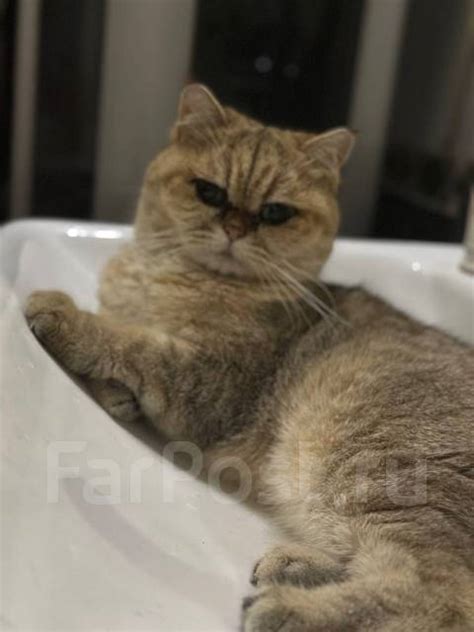 Скотиш страйт, в наличии во Владивостоке