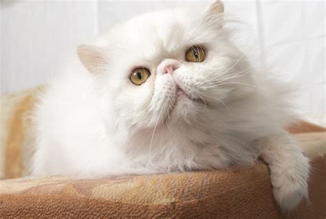 Persian Cat: Breed Profile, Characteristics & Care