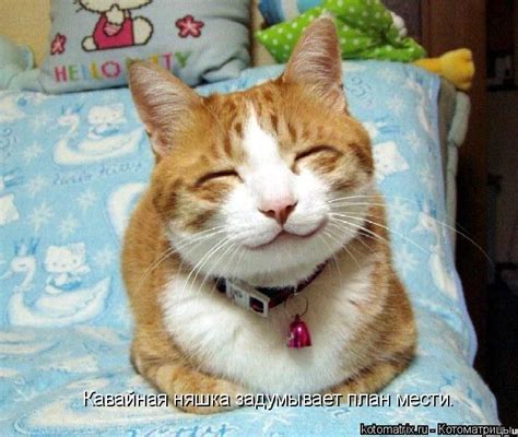 Котоматрица: Кавайная няшка задумывает план мести.