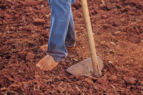 Is soil biotic or abiotic? - A Garden Diary