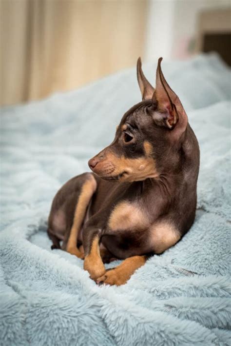 Prager Rattler-Züchter mit Welpen in der Nähe (Liste) - Hunde2.de