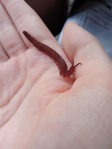 (Costa Rica) Found what looked like a slug in my house. Upon closer inspection, it's actually a