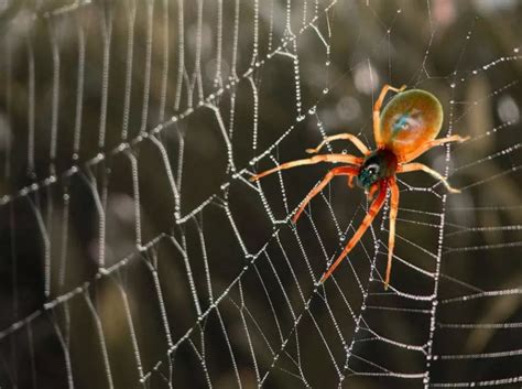 Создать мем "spider, паук, паук плетет паутину" - Картинки - Meme ...