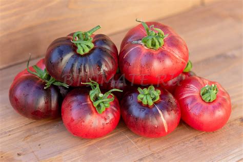СИНЯЯ АВРОРА Aurora Blue — BTomate