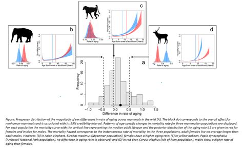 Sex differences in adult lifespan and aging rates of mortality across ...