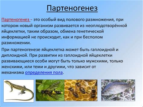 Бесполое и половое размножение растений и животных - презентация онлайн