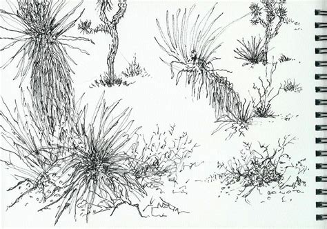 Joshua Tree Sketch at PaintingValley.com | Explore collection of Joshua ...