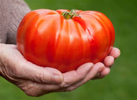 GIANT Delicious Tomato 30 - 4000 Seeds World Record 7 lbs 12 oz! BIG H ...