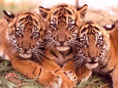 Тигры, тигрицы и тигрята - фото и обои, tigers wallpapers