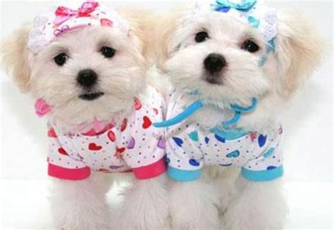 Top 10 haine "must have" pentru catei