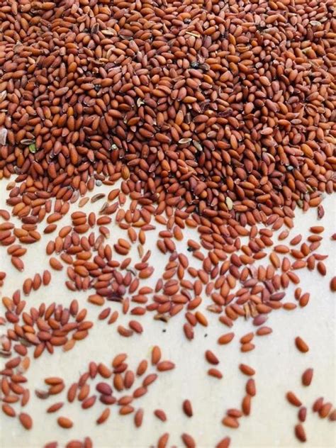 natural brown halim seeds garden cress seeds asaliya   price