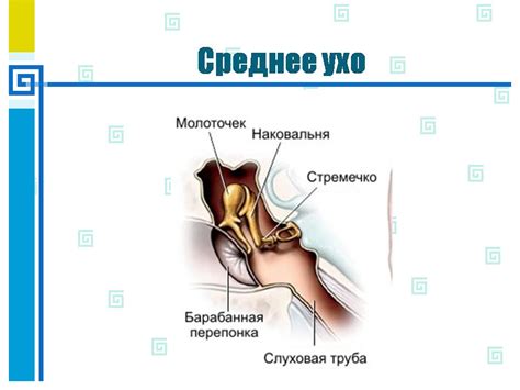 Анатомия уха - Презентации по биологии