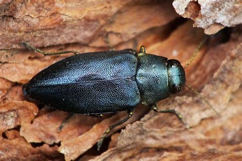 Синяя сосновая златка (Melanophila cyanea)