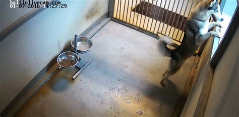 private animal shelter penkta koja  kaunas