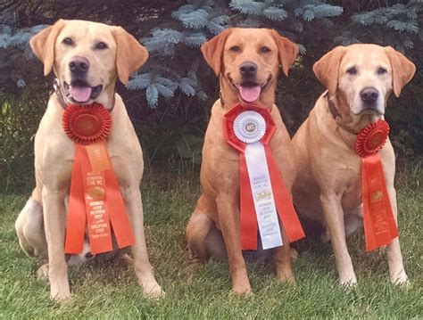 About Us | Newfound Retrievers