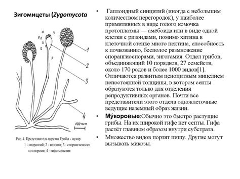 Классификация царства грибы. Низшие и высшие грибы - online presentation