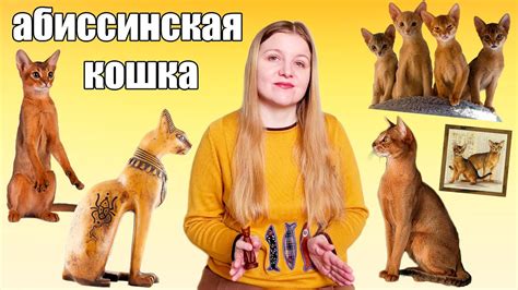 Абиссинская кошка. История и особенности породы - YouTube
